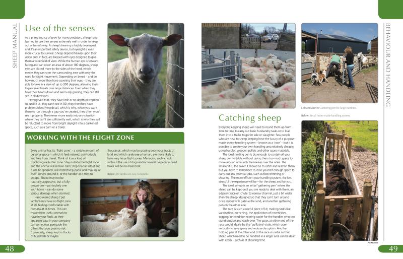 Sheep Manual - Image 3