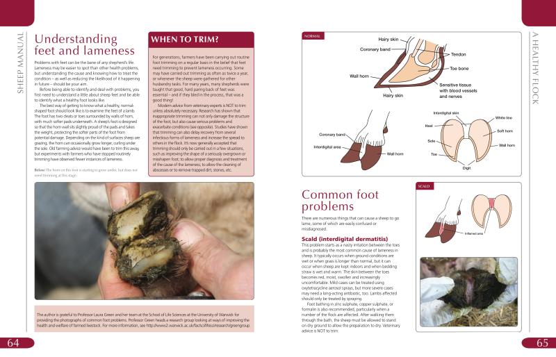 Sheep Manual - Image 4